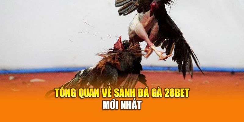 Tổng quan về sảnh đá gà 28bet mới nhất