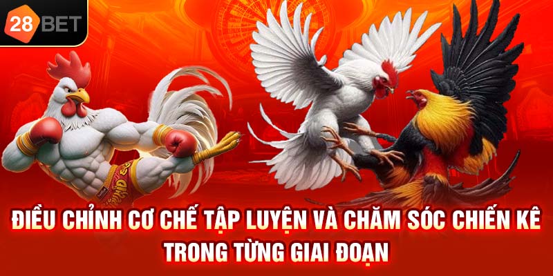 Các sư kê chuyên nghiệp tại 28BET thường khuyên bạn có sự điều chỉnh lịch tập phù hợp cho từng giai đoạn dành cho chiến kê