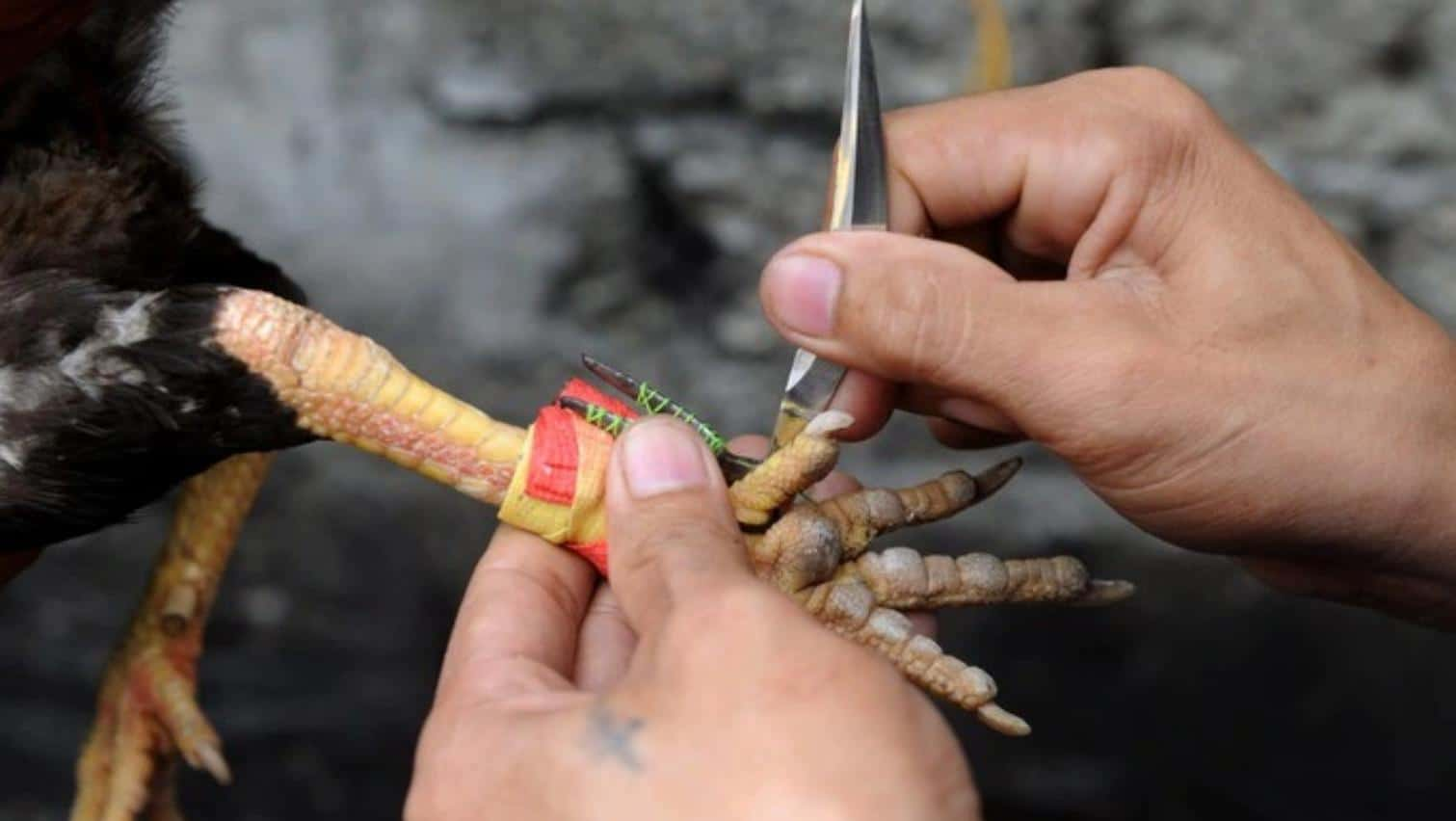 Đá gà cựa dao 28Bet