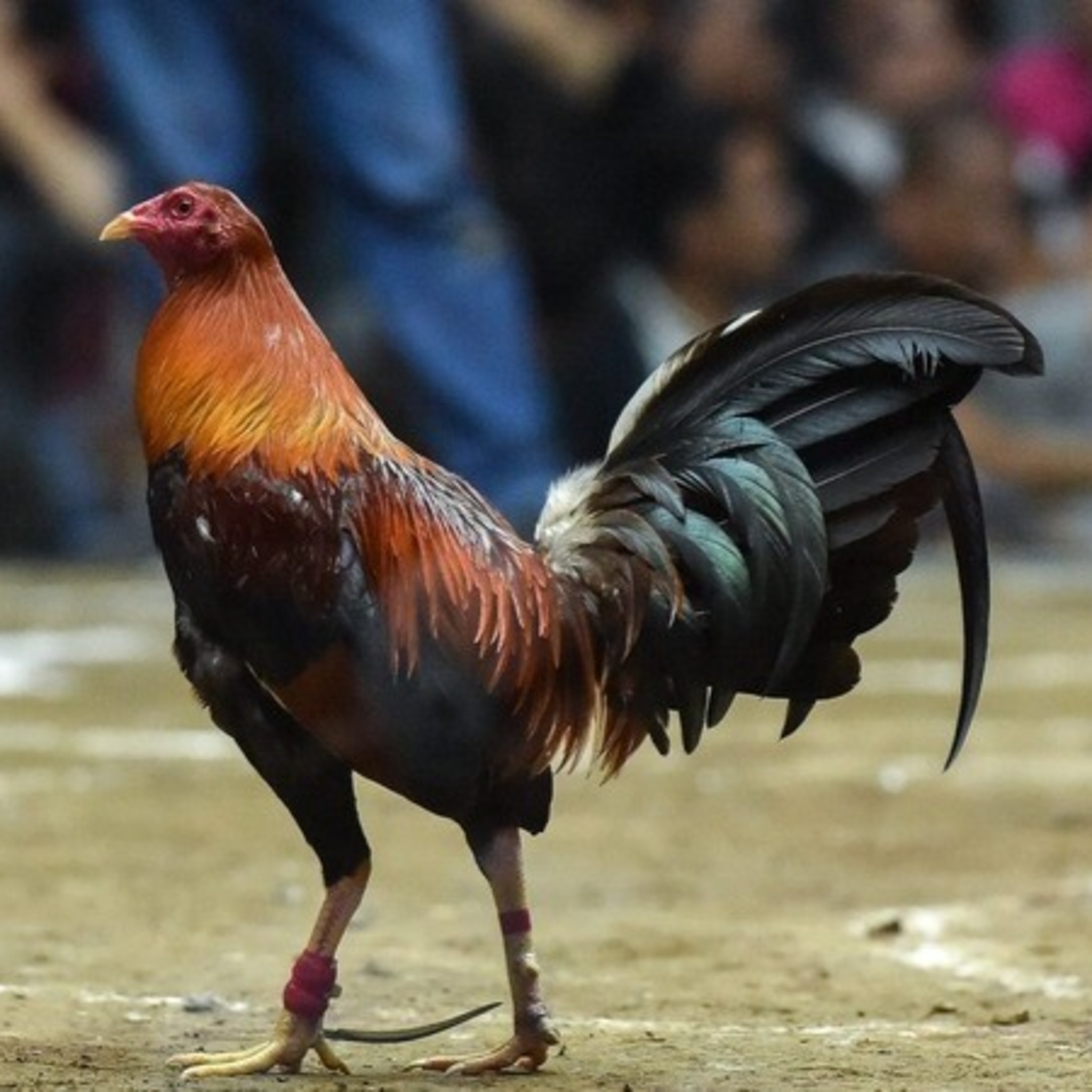 Mẹo chơi đá gà cựa sắt hiệu quả tại 28Bet